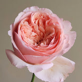 Salmanasar Rose